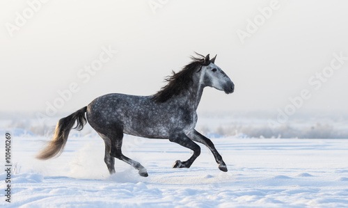Fototapeta Naklejka Na Ścianę i Meble -  Gray Andalusian horse galloping on meadow in fresh snow