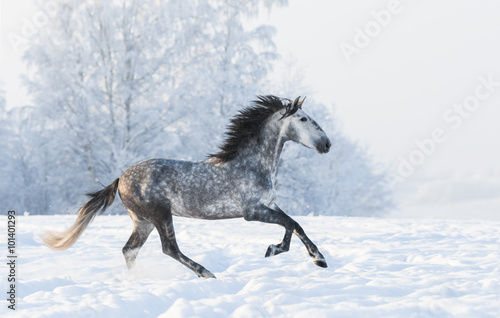 Dapple-grey stallion gallop across snowy field