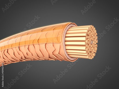 Geschädigtes Haar reparieren: Querschnitt 3D-Illustration photo