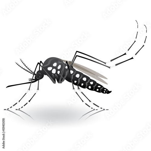 Nature, Aedes aegypti mosquitoes stilt