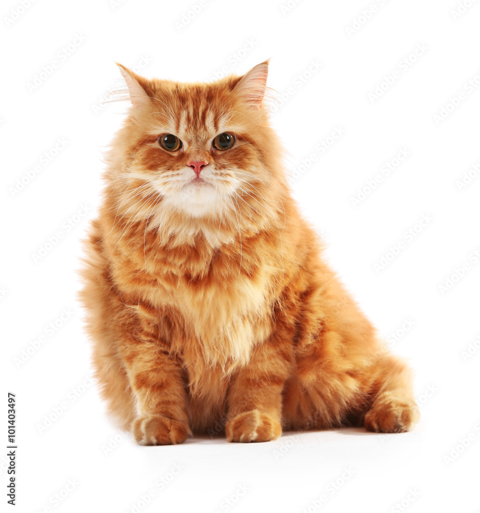 Red cat isolated on white