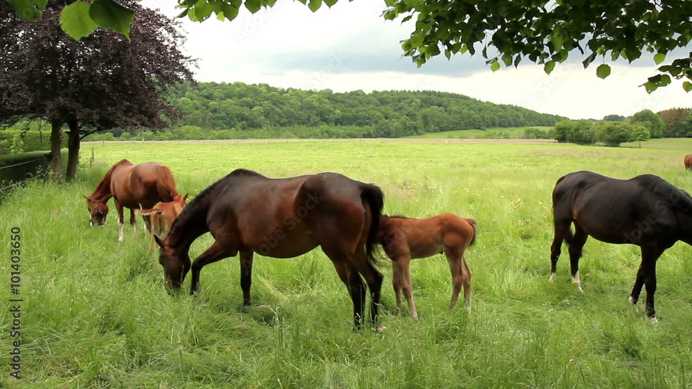 Horses on the meadow in sunny spring day in the Belgian countryside. Horses on the meadow in sunny spring day in the Belgian countryside.