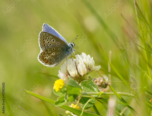 Common Blue Butterfly on Clover (polyommatus icarus) © Mike Potter