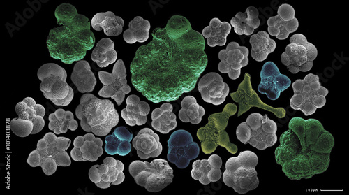 Several planctonic foraminifera