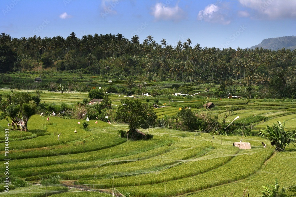 Rice field landscape with trees and palms on a sunny day. Tenganan Bali