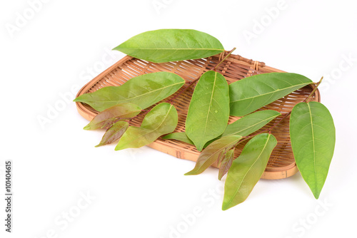 Glochidion Perakense Hook. F., Leaves, vegetable of Thailand has medicinal properties. photo