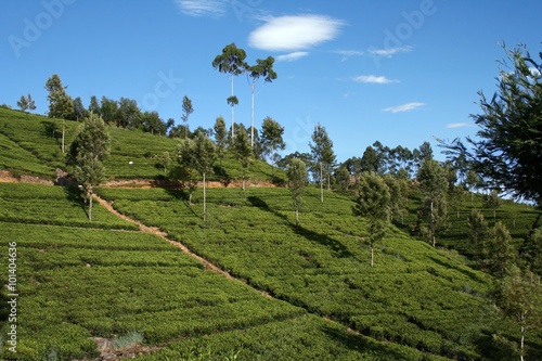 Hilly Tea plantation on sunny day at Sri Lanka, Haputale