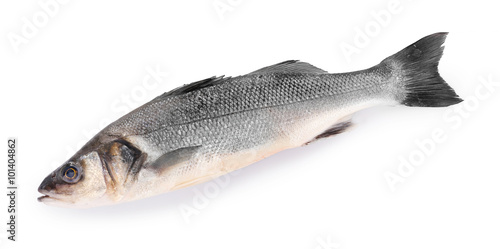 Fresh sea bass fish isolated on white background