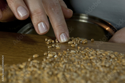 hand picking wheat for cooking 