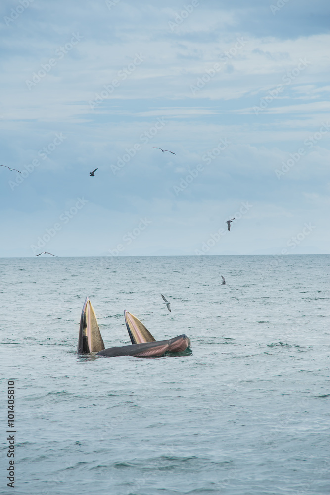 Naklejka premium Bruda whale family hunting time at south of Thailand
