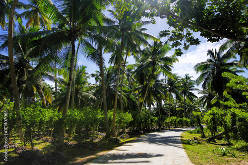 Fototapeta Naklejka Na Ścianę i Meble -  Beautiful palmtrees, in Union Estate, La Digue, Seychelles islands, with granite mountains.