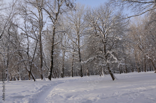 Деревья в снегу в парке в зимний день