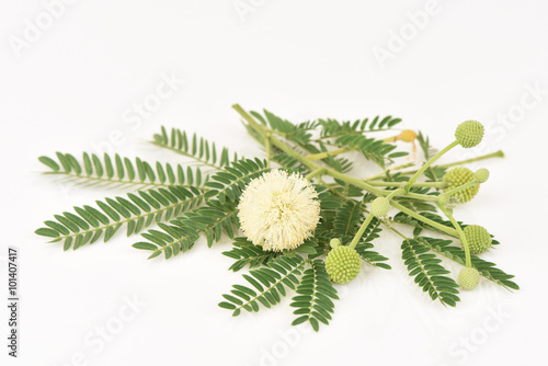 White Popinac, Lead Tree (Leucaena leucocephala (Lamk.) De Wit), tree have medicinal properties.