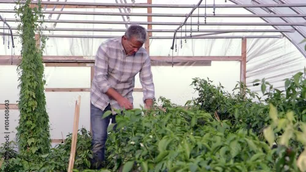 Farmer Checks Chilli Plants In Greenhouse Shot On RED Camera Farmer Checks Chilli Plants In Greenhouse Shot On RED Camera
