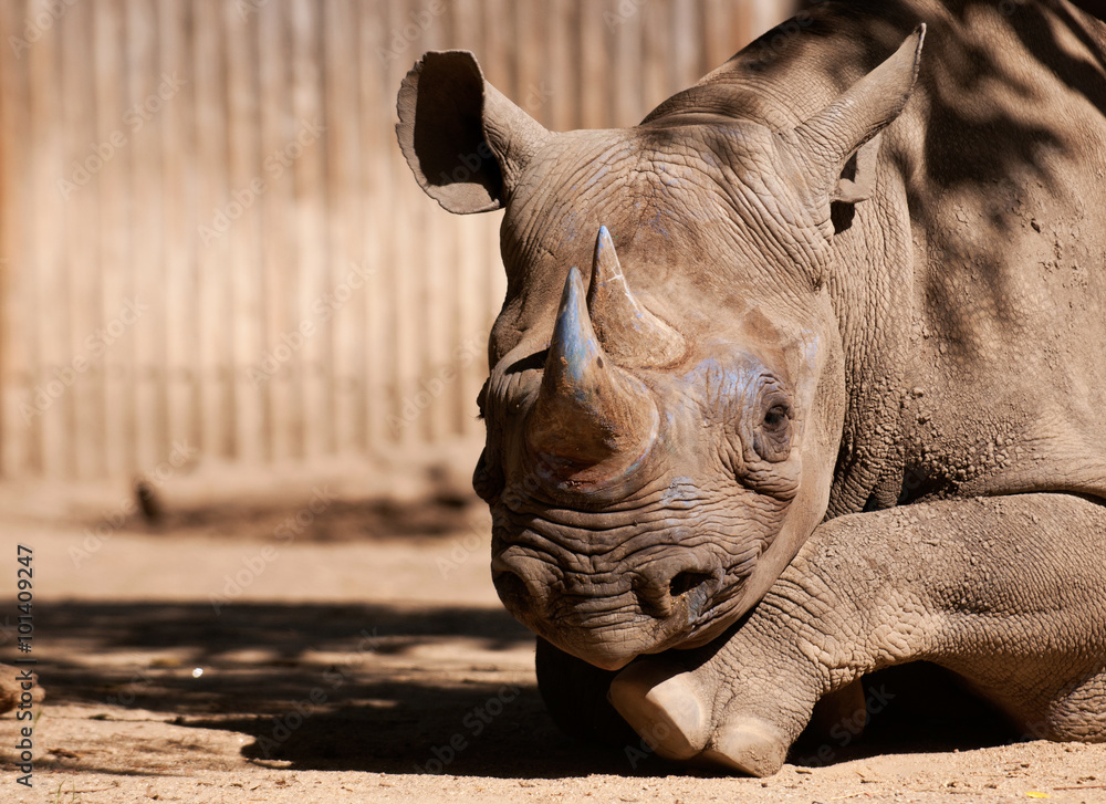 Obraz premium Eastern black rhinoceros