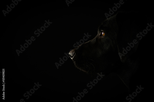 Canvas Print Portrait of the black labrador
