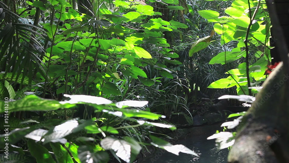 Tropical Jungle Green Plants Sunlight Leaves Nature Forest Lush Foliage ...
