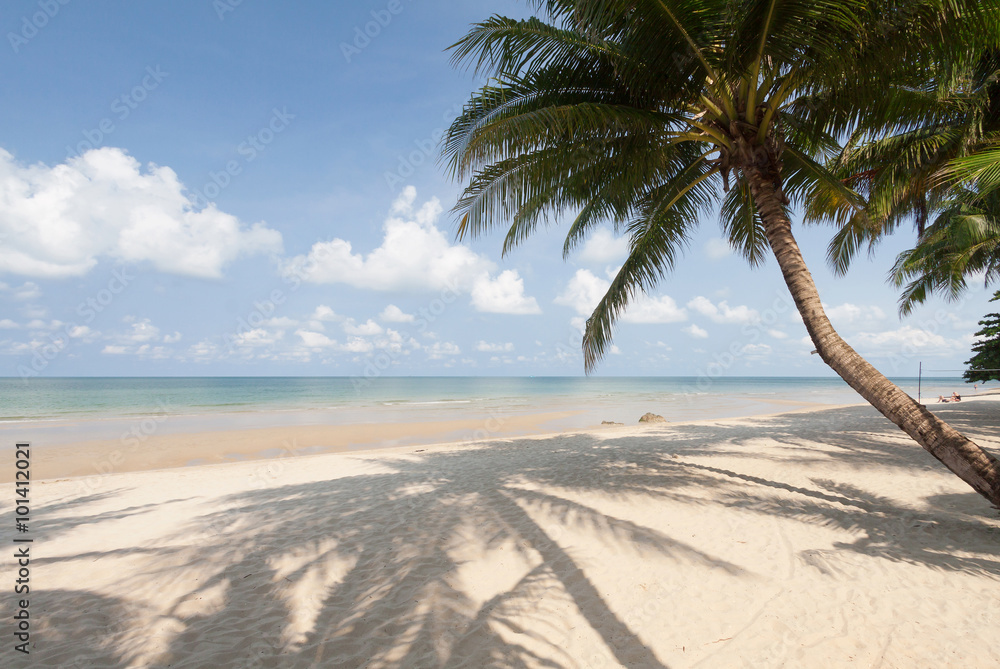 Fototapeta premium Coconut palm