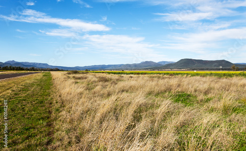 canola fields