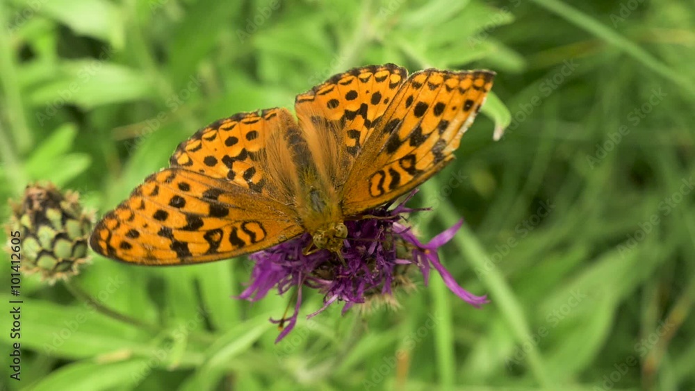 Schmetterling beim Nektar sammeln, fliegt weg. Melitaea didyma Schmetterling beim Nektar sammeln, fliegt weg. Melitaea didyma