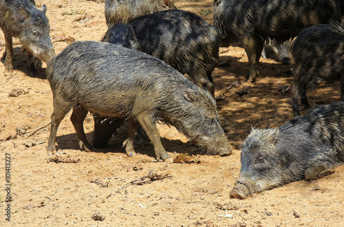 wild pigs in the jungle grazing © electra kay-smith
