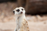 Meerkat portrait 