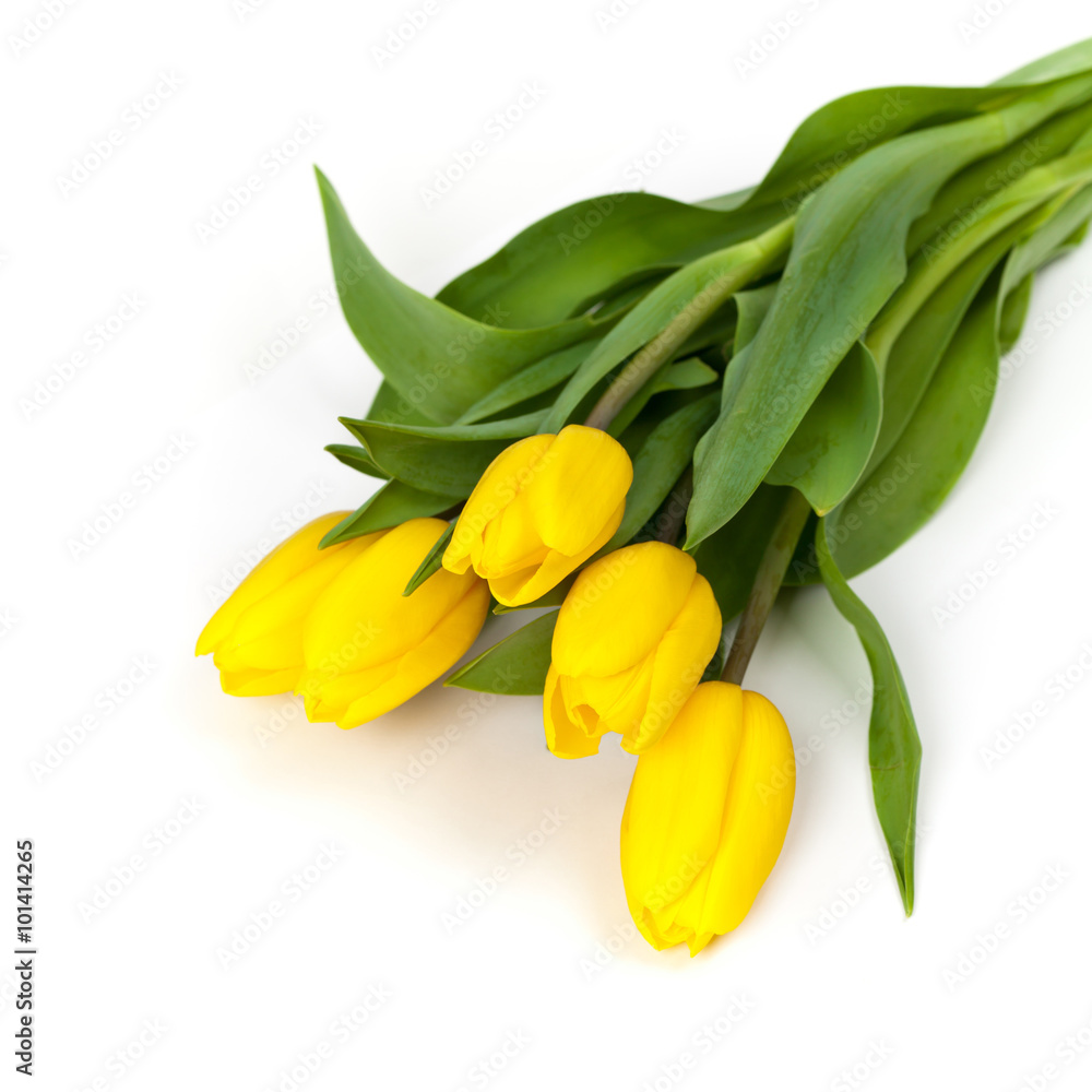 Yellow tulips on white background. Selective focus. Yellow tulips on white background. Selective focus.