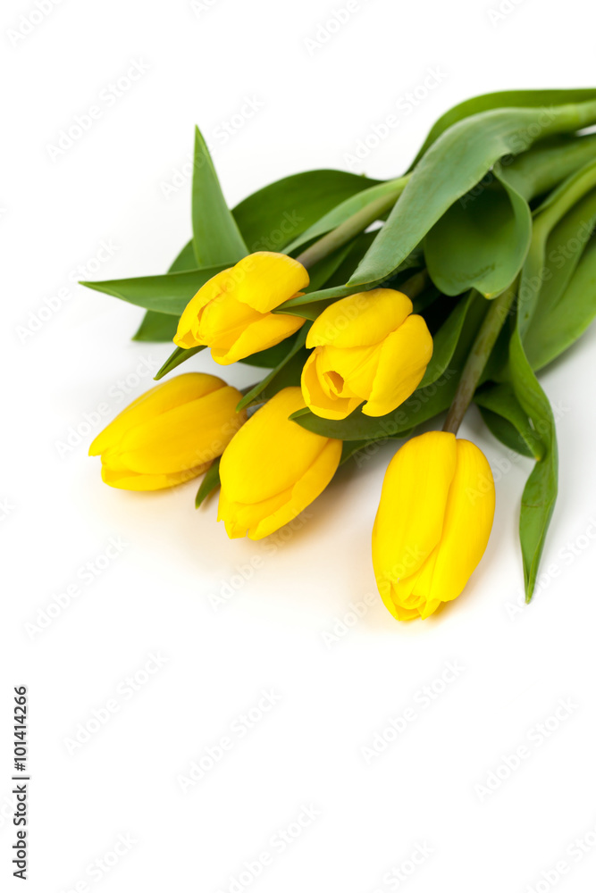 Yellow tulips on white background. Selective focus. Yellow tulips on white background. Selective focus.