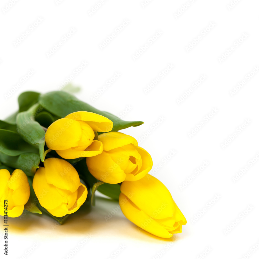 Yellow tulips on white background. Selective focus. Yellow tulips on white background. Selective focus.