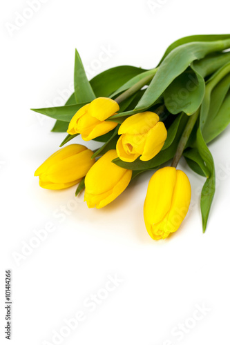 Yellow tulips on white background. Selective focus.