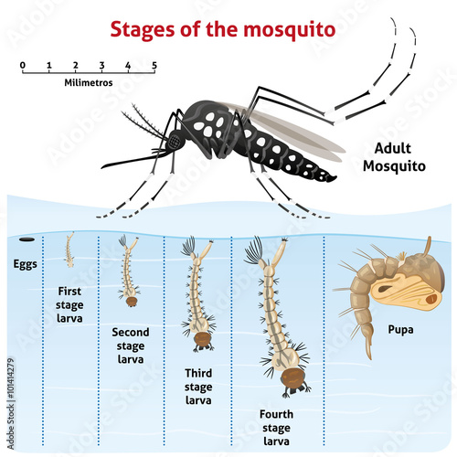 Nature, Aedes aegypti Mosquito stilt, the life cycle