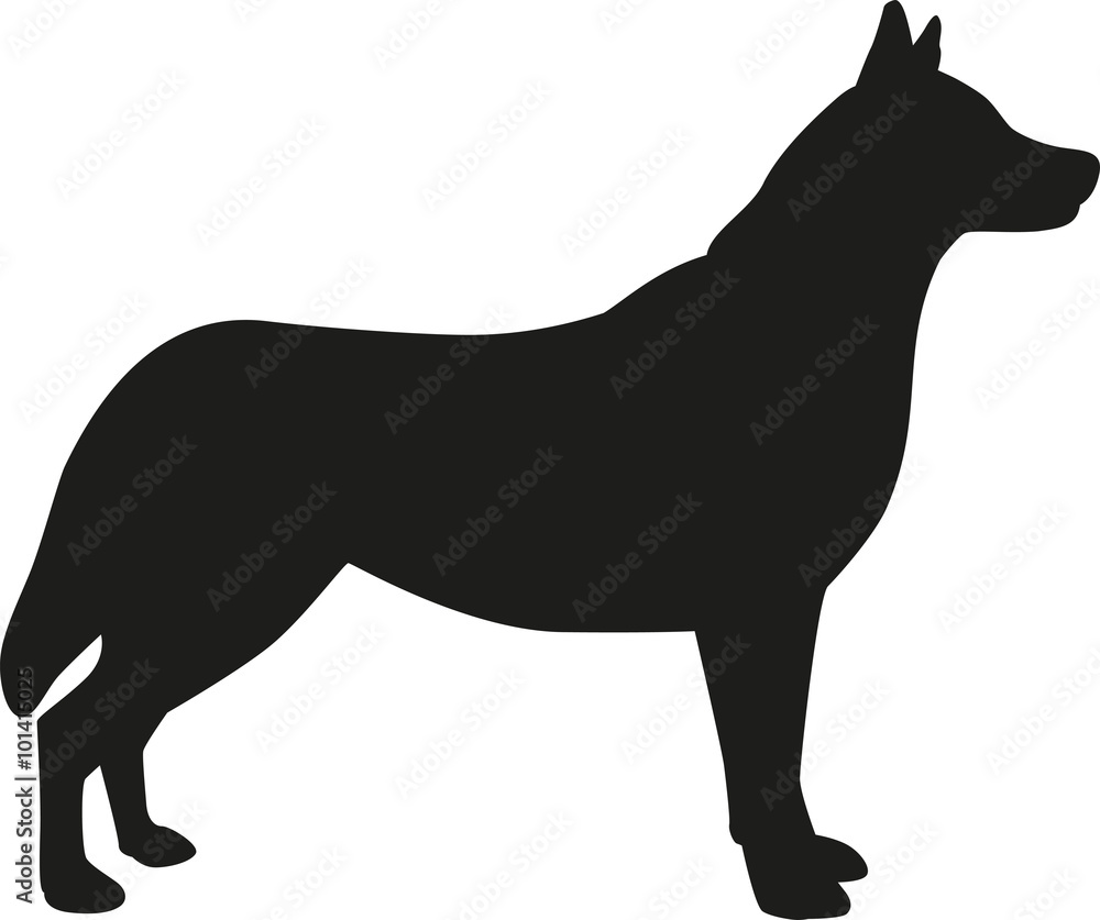 Husky dog silhouette