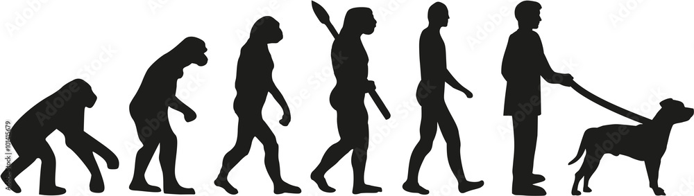 Staffordshire Bull Terrier evolution Staffordshire Bull Terrier evolution