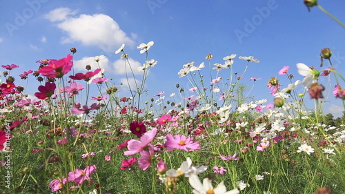 Beautiful cosmos flowers swaying in the breeze with blue sky background