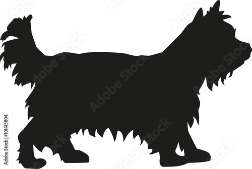 Yorkshire Terrier dog