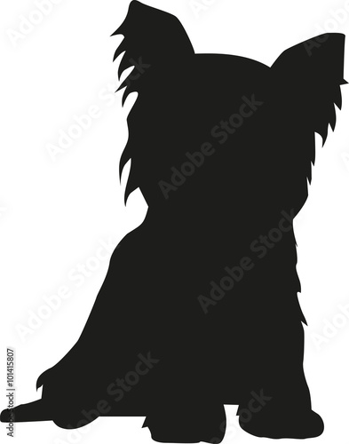 Yorkshire Terrier sitting silhouette photo