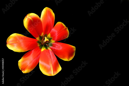 Tulip - Close up of open orange and yellow tulip