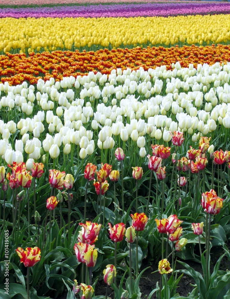Tulip field at Skagit Tulip Festival in Washington State