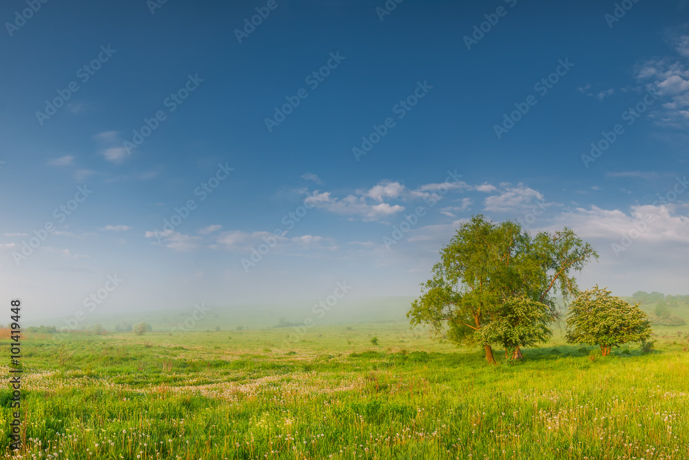Morning summer meadow