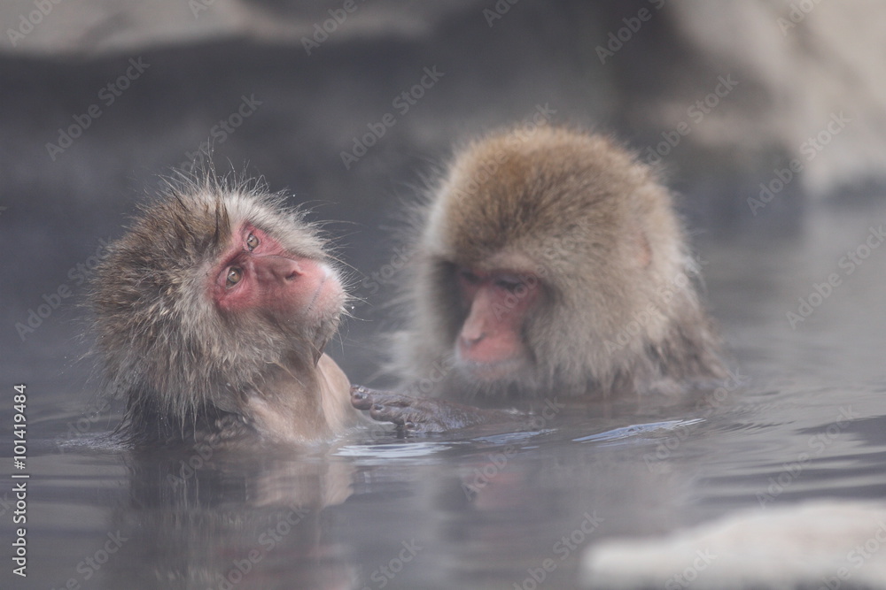 Fototapeta premium スノーモンキー(地獄谷野猿公苑) 