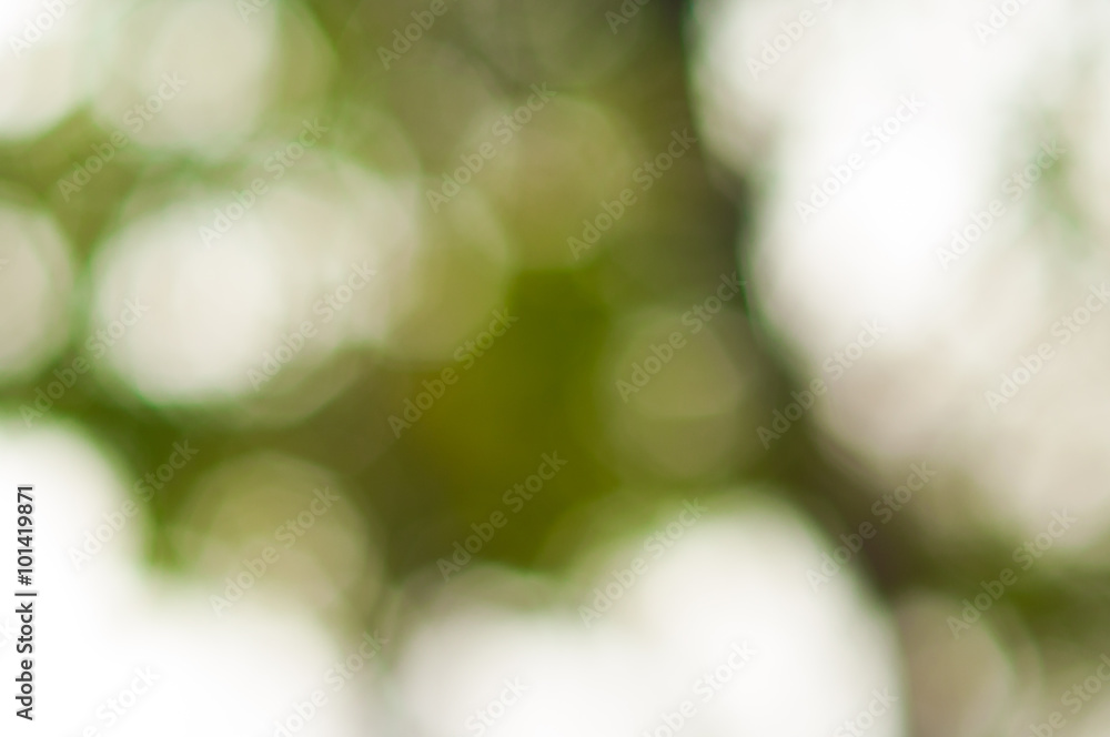 Obraz premium de focus green tree background