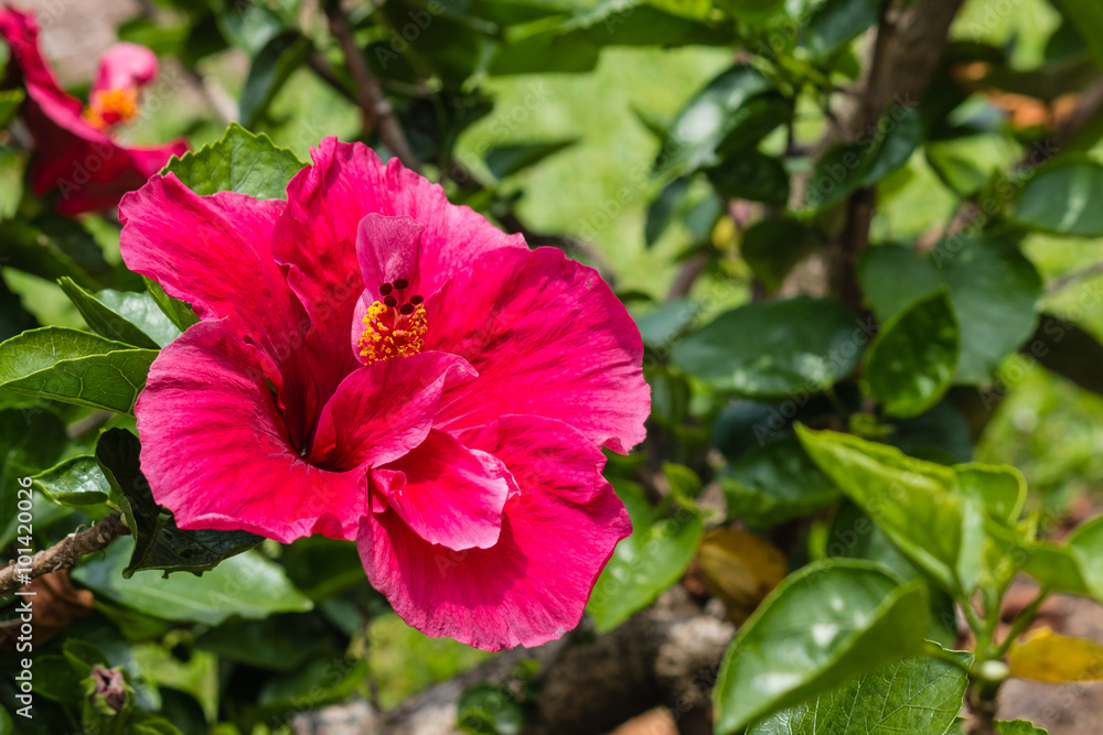 purple hibiscus flower in bloom purple hibiscus flower in bloom