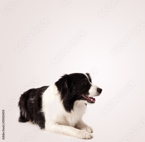 Cute border collie with copy space © ra2 studio