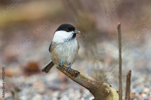 Marsh tit sitting on a branch in the forest