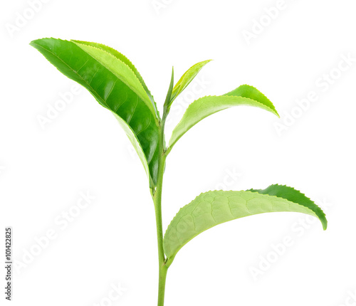 Tea leaves isolated on the white background