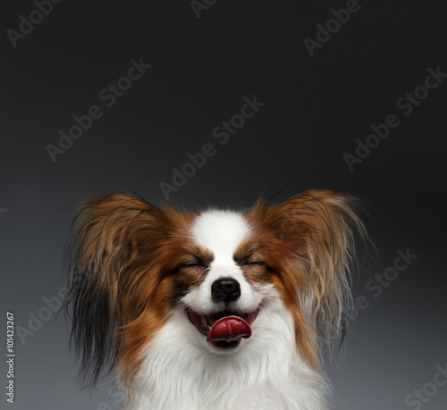 Closeup Portrait of Dreaming White Papillon Dog on black