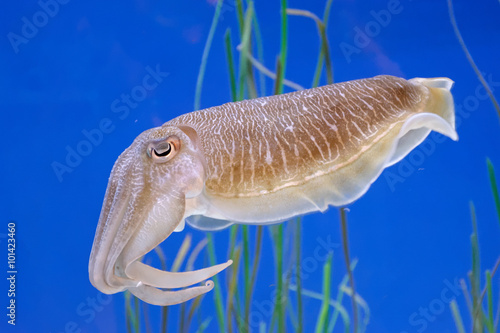 squid