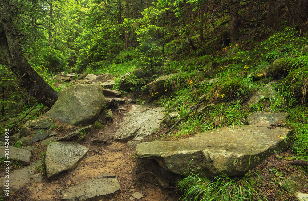 Walkway in summer forest. Beautiful natural landscape Walkway in summer forest. Beautiful natural landscape