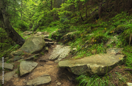 Walkway in summer forest. Beautiful natural landscape