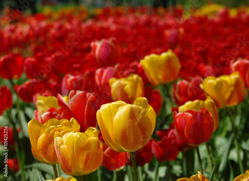 Beautiful spring flowers. colorful tulips. Floral Background.
